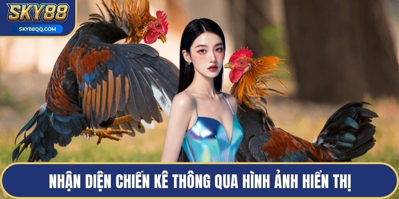 Nhận diện chiến kê thông qua hình ảnh hiển thị